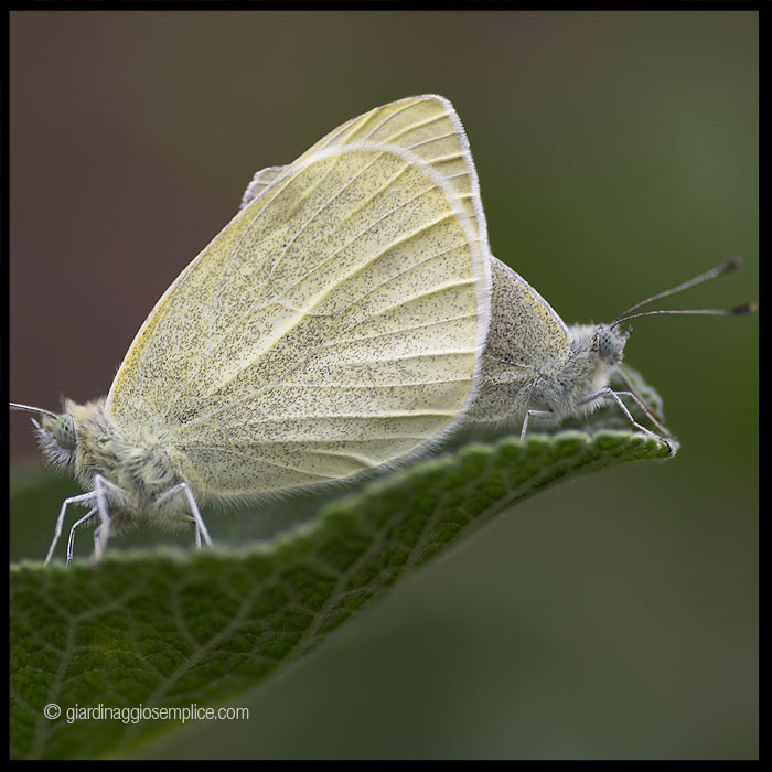 gs1182-farfalla-cavolaia