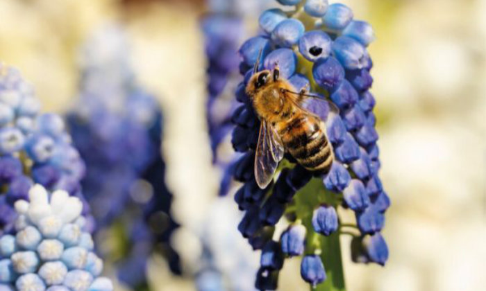 Bulbi di fiore per la gioia delle api